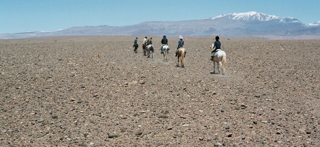 Stallions and riders in the desert on the High Atlas Explorer Trail
