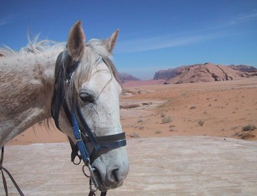 David's horse Adrienne in Wadi Rum, Jordan