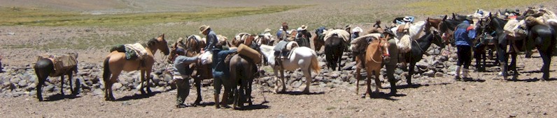 Horses Crossing The High Andes in Argentina
