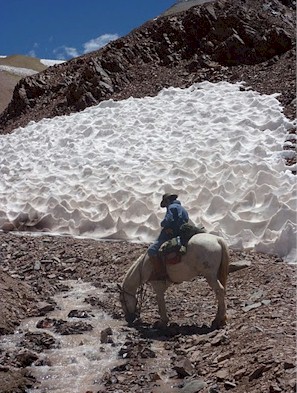 Horse drinking meltwater in High Andes