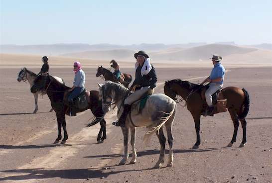 Berber-Arab stallions at the end of the desert gallops